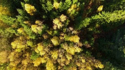 4K Aerial Autumn Colors shifting forest Epic zoom Stock Footage