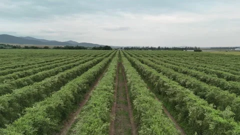 4K Aerial: Backward flight over super-intensive olive grove. Stock Footage 333610913