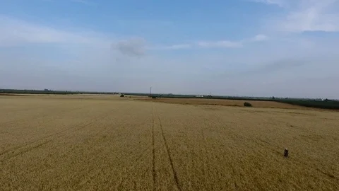 4k. Aerial. Beautiful aerial view of a wheat field in Cordoba Stock Footage