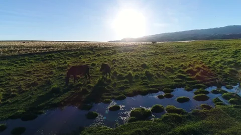 4K aerial, beautiful image of two horses at sunset in a meadow near a stream Stock Footage 106929490