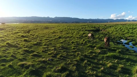 4K aerial, beautiful image of two horses at sunset in a meadow near a stream Stock Footage 106929544