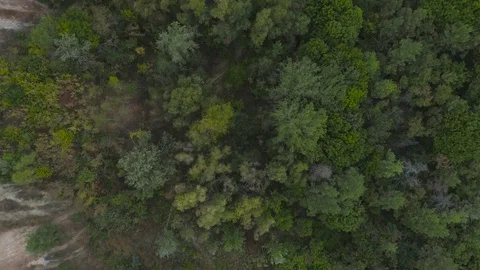 4k aerial birds eye view of forrest Stock Video Pond5