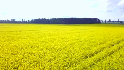 4k aerial with blooming rape seed Stock Footage 154785122