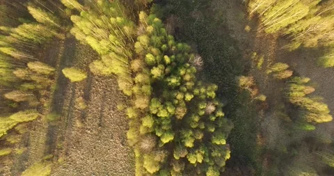 4K aerial camera down video of countryside trees in Russia Stock Footage 154362047