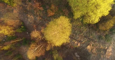 4K aerial camera down video of countryside trees in Russia Stock Footage 154362109