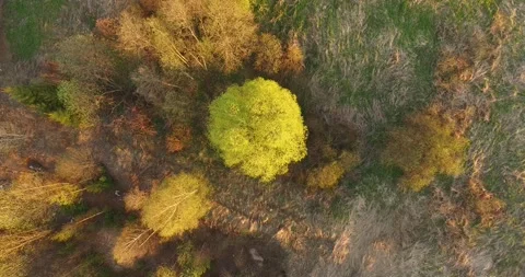 4K aerial camera down video of countryside trees in Russia Stock Footage 154362151