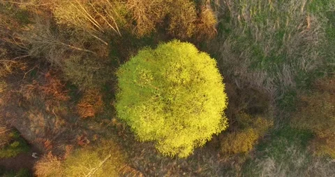 4K aerial camera down video of countryside trees in Russia Stock Footage 154362273