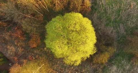 4K aerial camera down video of countryside trees in Russia Stock Footage 154362275