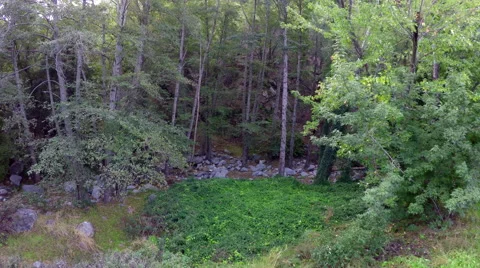 4K aerial camera move into forest Video stock 56446945