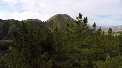 4K aerial camera move from tall Pine tree forest mountains Stock Footage 56446260