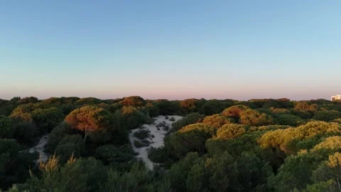 4K Aerial: Cinematic low flight over pine trees and dunes at sunset in Huelva. Stock Footage 333637587