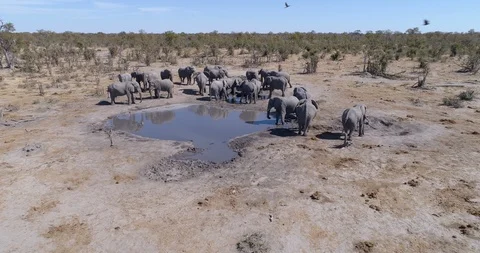 4K Aerial close-up fly over view of a herd of elephants drinking infront of the Stock Footage 95343588