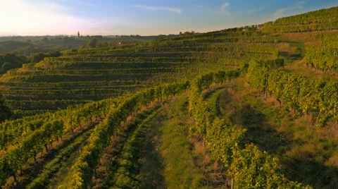 4K Aerial: Close Rear View of VineYard Lines 库存影片 56486136