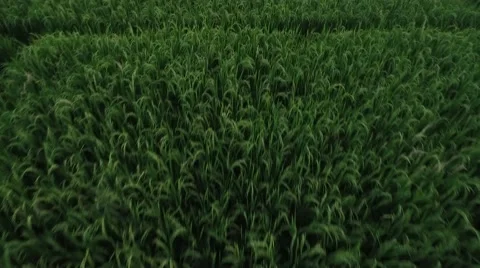 4K Aerial Close Up Top Down Drone Shot of Rice Paddies Bali Indonesia Vídeo Stock 64164314