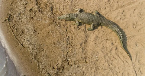 4K aerial close-up view of a large crocodile lying on the bank of the Runde Stock Footage 102750844