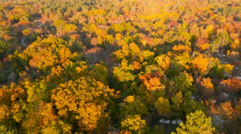 4K Aerial: Colorful Forest Pattern in Autumn 库存影片 57329392