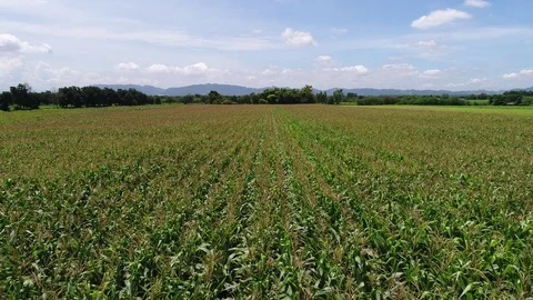 4k Aerial Drone flight over corn plant field Stock Footage 82335262