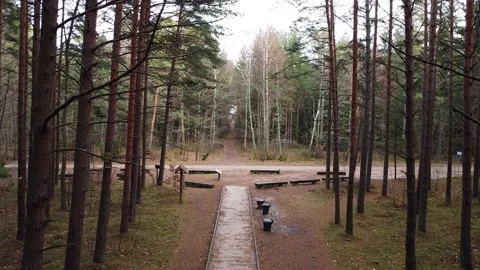 4K Aerial Drone Flight Over Wooden Path in Forest Stock Footage 323613014