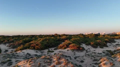 4K Aerial: Drone flight over pine forest canopy at golden hour in Huelva Spain. Stock Footage 333637574
