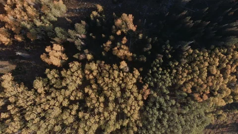 4K Aerial Drone Flying Over The Treetops Alt 1 Video stock 163589618