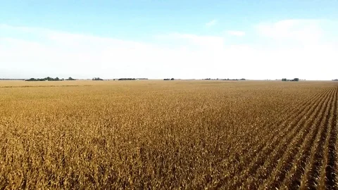 4k aerial drone footage - Beautiful corn farm in rural Illinois. Stock Footage