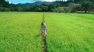 4K Aerial Drone Footage Of Blond Girl In Dress Walking Along The Rice Fields In Stock Footage