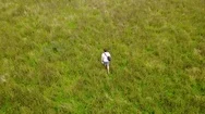 4K Aerial Drone Footage Chase Above Man Jogging Through Long Grass Meadow Stock Footage