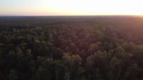 4K Aerial Drone Footage Flying Over Forest at Sunset Видео 318241753