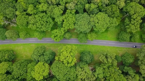 4K aerial drone footage overhead car on road through avenue of trees Stock Footage 79067782