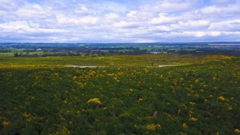 4K Aerial drone - Forest in spring in North Island of New Zealand Stock Footage 93661070