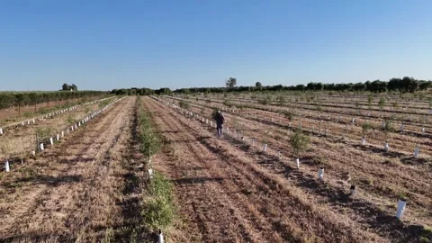 4K Aerial drone orbit view of worker clearing grass around young olive trees Stock Footage 336013458