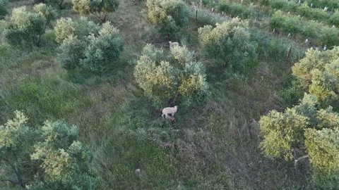 4K Aerial drone orbit view of sheep grazing in Sierra de Hornachuelos, Spain Stock Footage 336014998