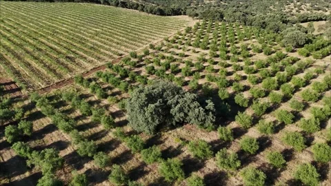 4K Aerial drone orbit view of a majestic holm oak tree by a cliff in Spain Stock Footage 336017904