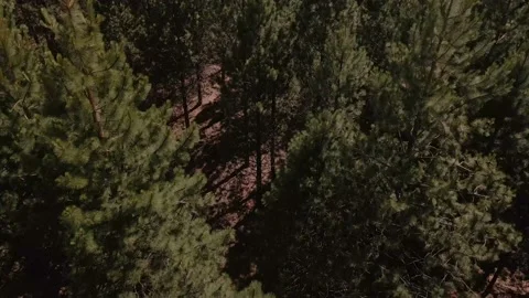 4K Aerial Drone Pine Forest Patagonia Stock Footage 145881339