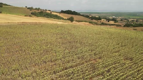 4K Aerial Drone Pullback Shot Over Vibrant Sunflower Field Stock Footage 322711692