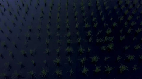 4K Aerial drone - Rice fields at sunset in Shikoku, Japan Video stock 92789403