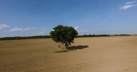 4K Aerial Drone shot of a Tree rising up from the ground to a high angle Stock Footage 90876751