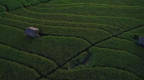 4K Aerial Drone Top Down Shot of Rice Paddies in Canggu Bali Indonesia Vídeo Stock 64164221