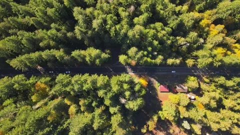 4K Aerial Drone Top Down view of road in pine forest. Horizontal movement. Stock Footage 241140835