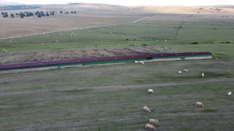 4K Aerial drone view of cows grazing in a field up in Transylvania, Romania Stock Footage 162815993