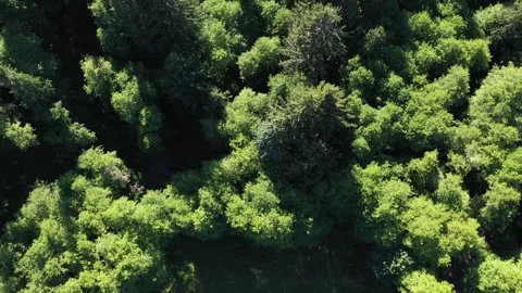 4K aerial drone view of dense evergreen forests near Saddle Mountain in OR, USA Video stock 339121819