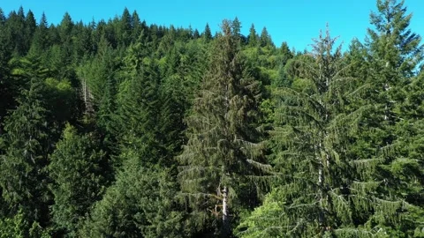 4K aerial drone view of dense evergreen forests near Saddle Mountain in OR, USA Stock Footage 339121823