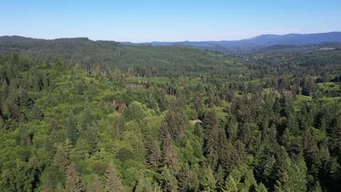 4K aerial drone view of dense evergreen forests near Saddle Mountain in OR, USA Stock Footage 339121881