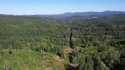 4K aerial drone view of dense evergreen forests near Saddle Mountain in OR, USA Stock Footage 339121927