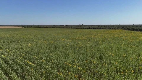 4K Aerial drone view flying forward and rising over sunflower field in Spain Stock Footage 336013483