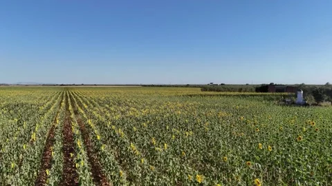 4K Aerial drone view flying forward over rows of blooming sunflowers in Spain Stock Footage 336013489