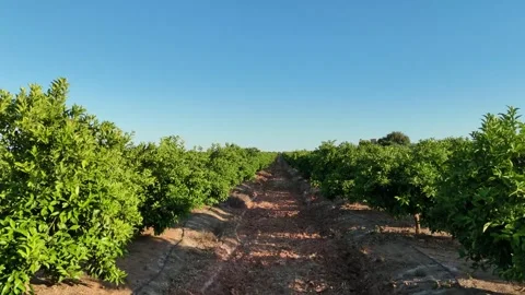 4K Aerial drone view flying forward between rows of orange trees in Spain Stock Footage 336013508