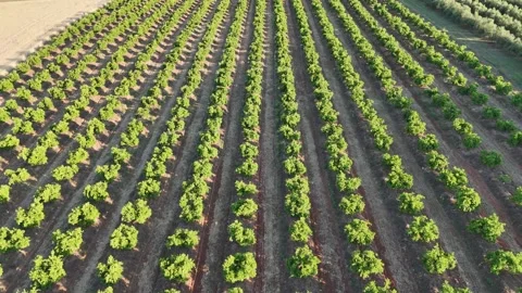 4K Aerial drone view flying over symmetrical rows of citrus trees in Spain Stock Footage 336013525