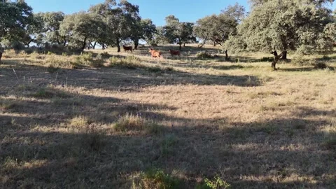4K Aerial drone view flying forward approaching cows as one starts running Stock Footage 336017813