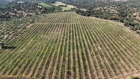 4K Aerial drone view flying forward over a rural path and intensive olive groves Stock Footage 336018273